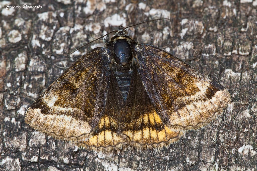 Euclidia glyphica (Erebidae)